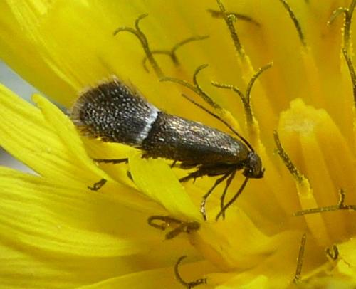 Klimeschia transversella